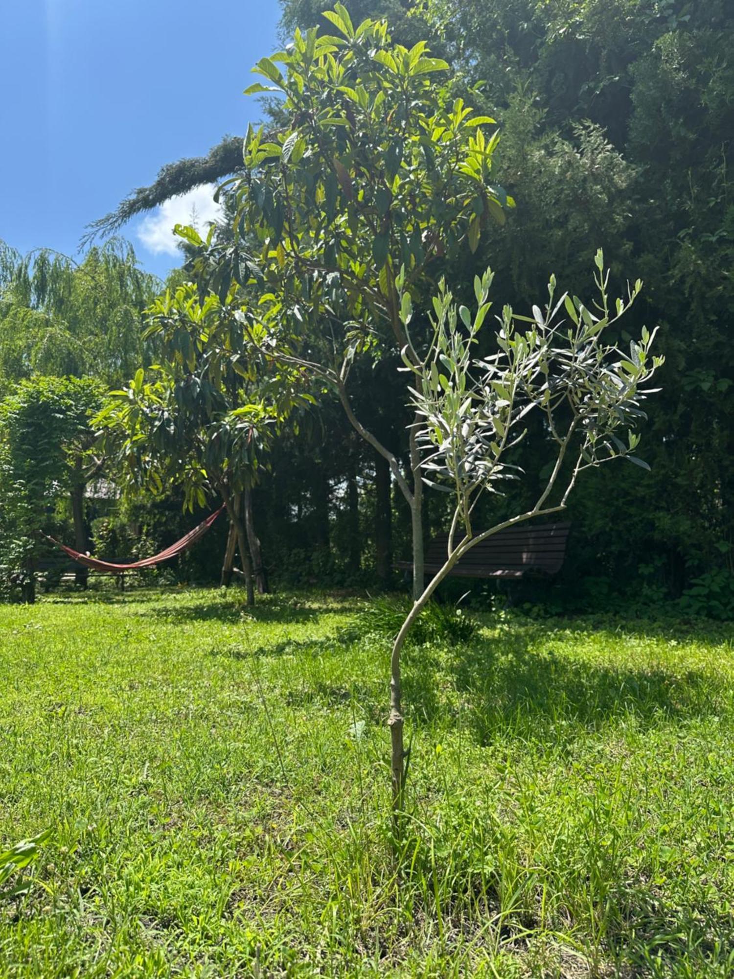 Green House 克瓦雷利 外观 照片